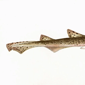 Squalus catulus, a species of dogfish