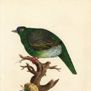 Pigeons Collection: Sri Lanka Green Pigeon