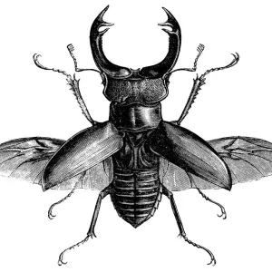 Stag Beetles