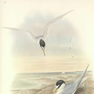 Sterna albifrons, little tern