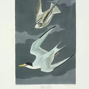 Sterna antillarum, least tern