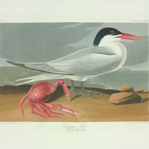 Royal Tern