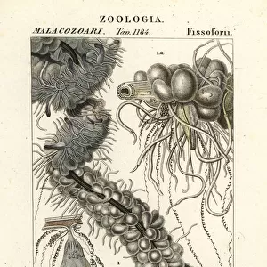 String jellyfish, Apolemia uvaria
