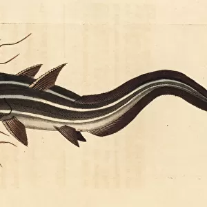 Striped eel catfish, Plotosus lineatus