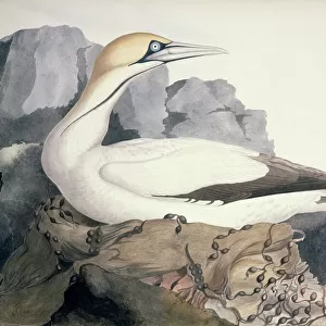 Gannets Canvas Print Collection: Cape Gannet