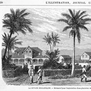 Suriname Plantation