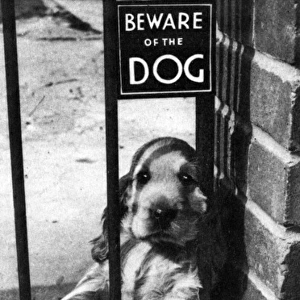 Susi - Beware Of The Dog
