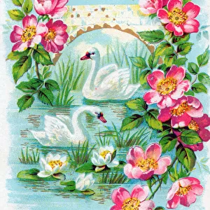 Swans and flowers on a birthday greetings postcard
