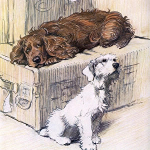 Terrier Collection: Sealyham Terrier