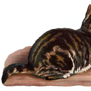 Tabby cat on a Victorian scrap