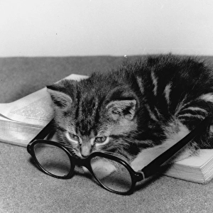 Tabby kitten with book and spectacles