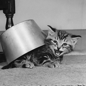 Tabby kitten under a saucepan