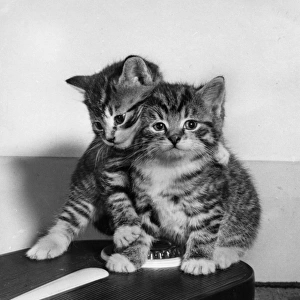Two tabby kittens on bathroom scales