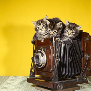 Three tabby kittens on top of an old camera