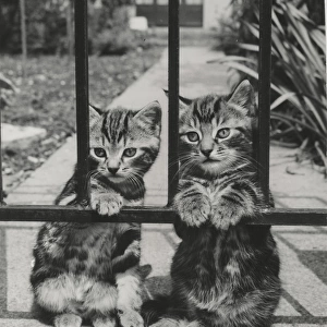 Two tabby kittens behind railings