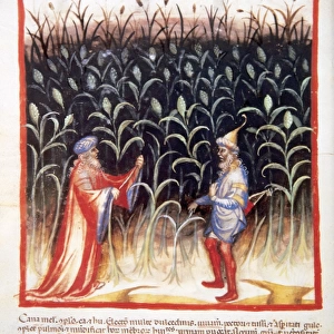 Tacuinum Sanitatis. Men in a sugar cane plantation