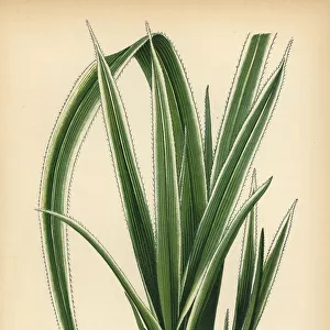 Tahitian screwpine, Pandanus tectorius