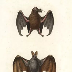 Greater Mouse-tailed Bat