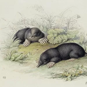 Talpa europaea, European mole