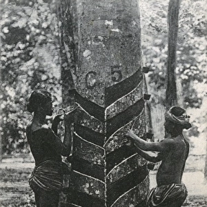 Tapping a rubber tree in Sri Lanka