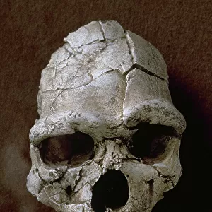 Tautavel Man. Subspecies of the hominid Homo erectus. Arago