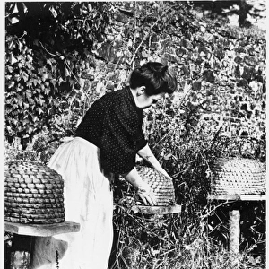Tending the Bees