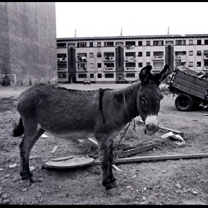 Tethered donkey on waste ground, Valencia, Spain
