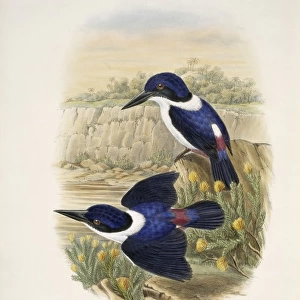 Kingfishers Collection: Ultramarine Kingfisher