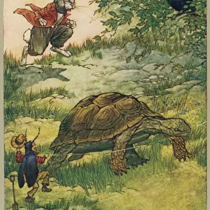 Reptiles Poster Print Collection: Turtles