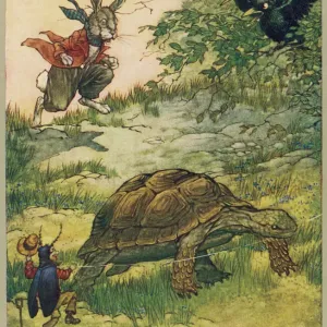 Tortoises