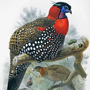 Phasianidae Collection: Western Tragopan