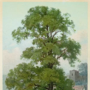 Trees / Common Elm C1890