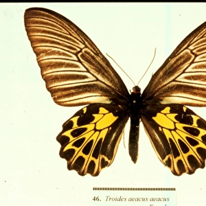 Troides aeacus, golden birdwing butterfly