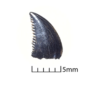 Troodon tooth