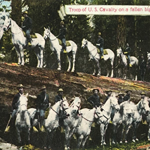 Troop of the US cavalry on a fallen big tree, in California