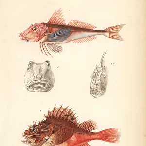 Tub gurnard and black scorpion-fish