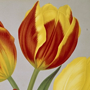 Tulipa keizerskroon, single early tulip