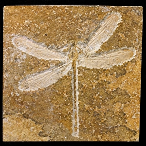 Turanophlebia, fossil dragonfly
