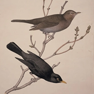 Turdus merula, Eurasian blackbird
