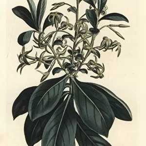 Twin-flowered daphne, Daphne pontica
