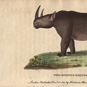 Two-horned rhinoceros or black rhino, Diceros bicornis