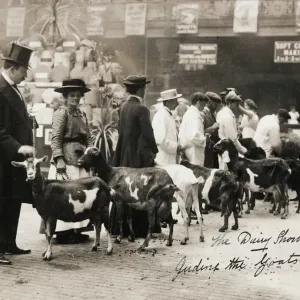 UK Dairy Show - Feeding the Prize Goats Print 1911 UK Dairy Show - Feeding the Prize Goats Print 1911