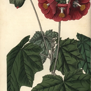 Umbel-flowered mallow, Phymosia umbellata