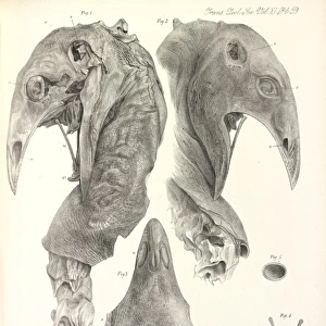Dinornithiformes Framed Print Collection: Lesser Moa