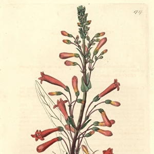 Valerian-leaved chelone, Chelone centranthifolia