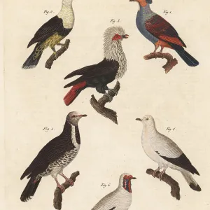 Pigeons Collection: Mauritius Blue Pigeon