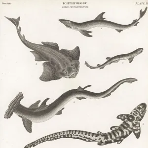S Collection: Smooth Dogfish