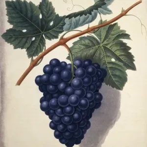 Vitis sp. Uva de Hamburgo Negra Vitis sp. Uva de Hamburgo Negra