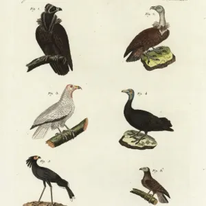 Cinereous Vulture and other Birds of Prey Print, 1798 Cinereous Vulture and other Birds of Prey Print, 1798