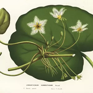 Water snowflake, Nymphoides indica